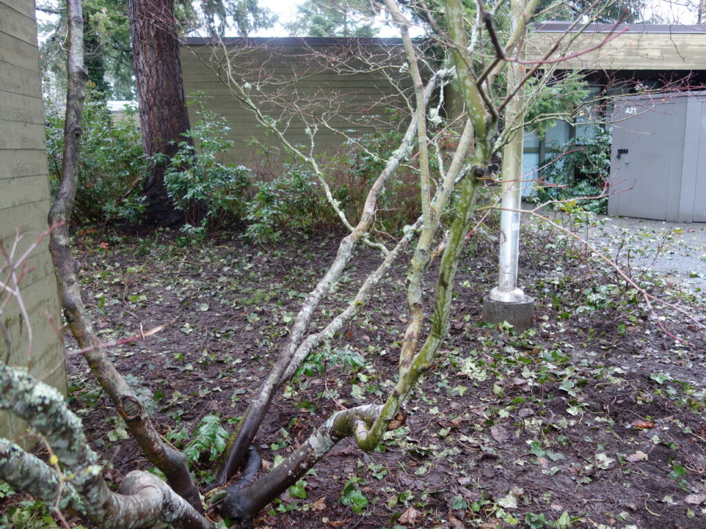After Ivy Removal