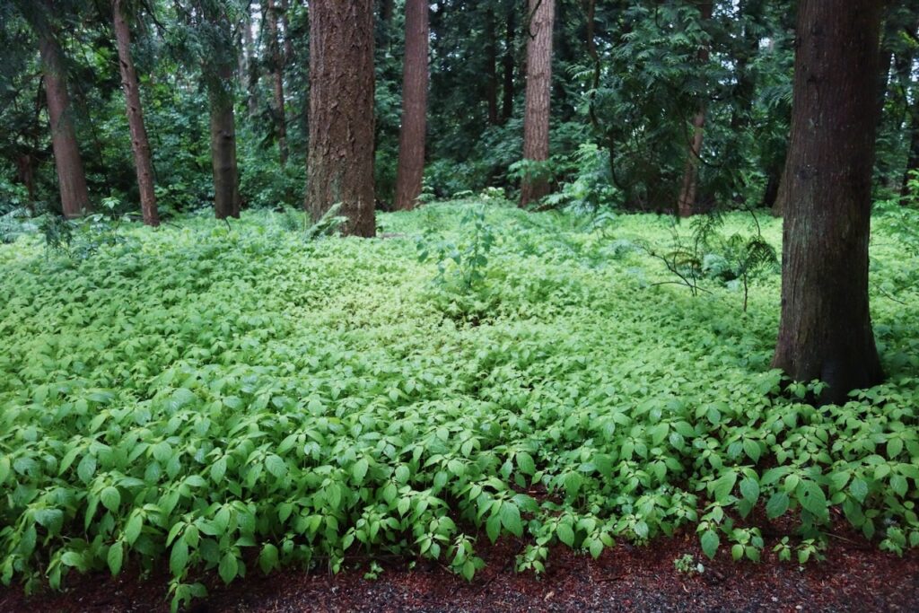 BEFORE Small Balsam Removal