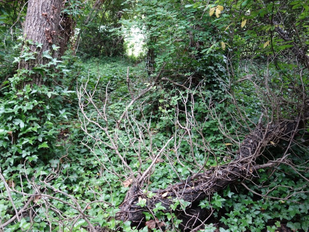 Before ivy removal (2)