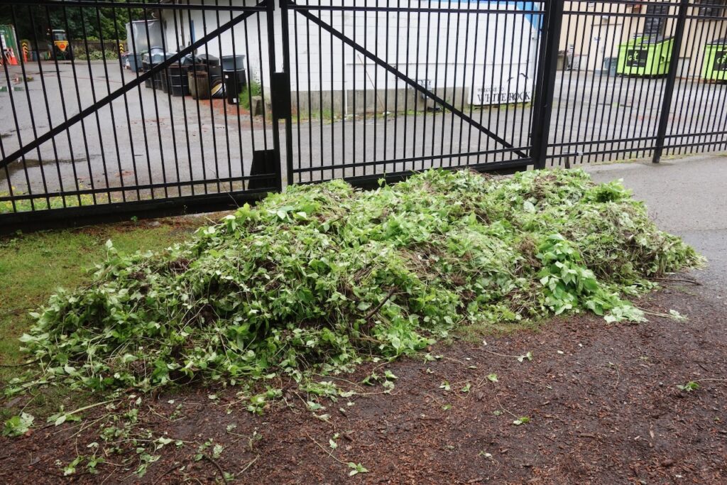 The HEAVY pile of balsam we removed!