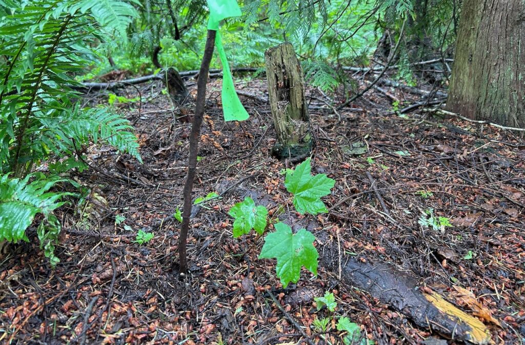 One of many baby maple trees we rescued from the balsam!