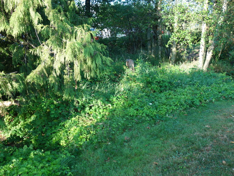 Before invasive plants removed