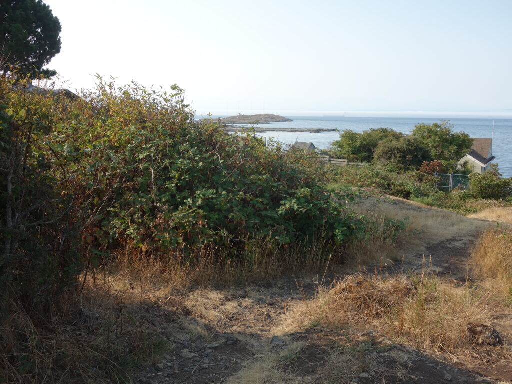 Before invasive blackberry removal