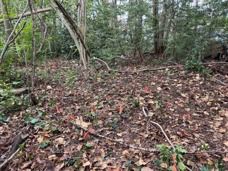 AFTER invasive ivy removal (each pink flag is a baby maple tree!)