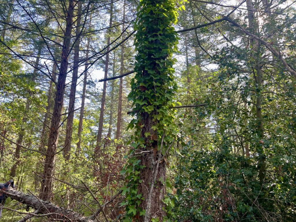 Before Ivy removal from tree