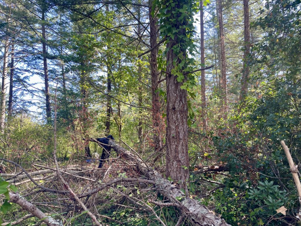 After Ivy removal from tree