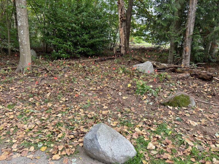 AFTER invasive blackberry removal (each pink flag is a baby maple tree!)