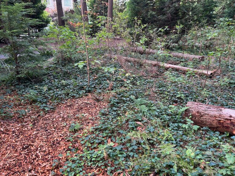 BEFORE invasive ivy removal