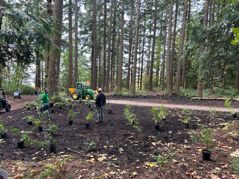 BEFORE planting native species