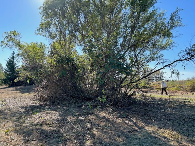 AFTER invasive blackberry removal