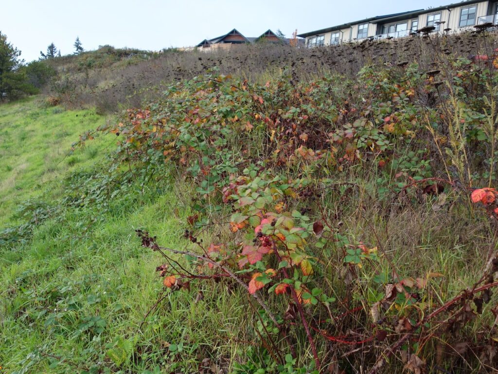 Before invasive blackberry removal