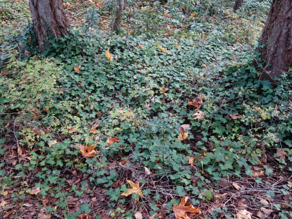 Before invasive ivy removal