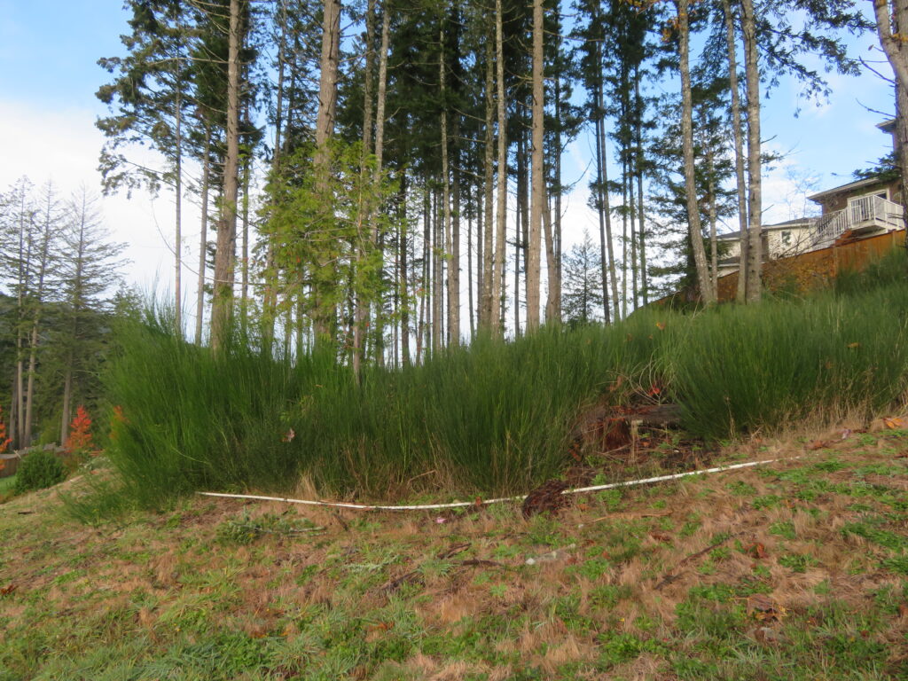 Before Scotch broom removal