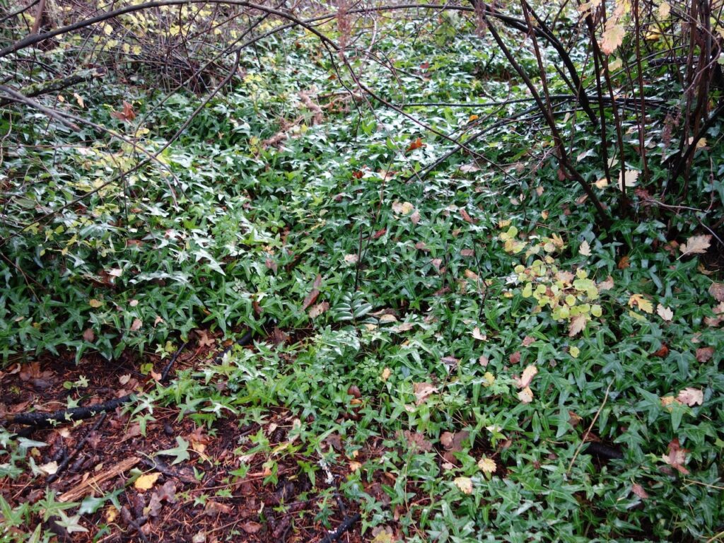 Before Invasive Ivy Removal