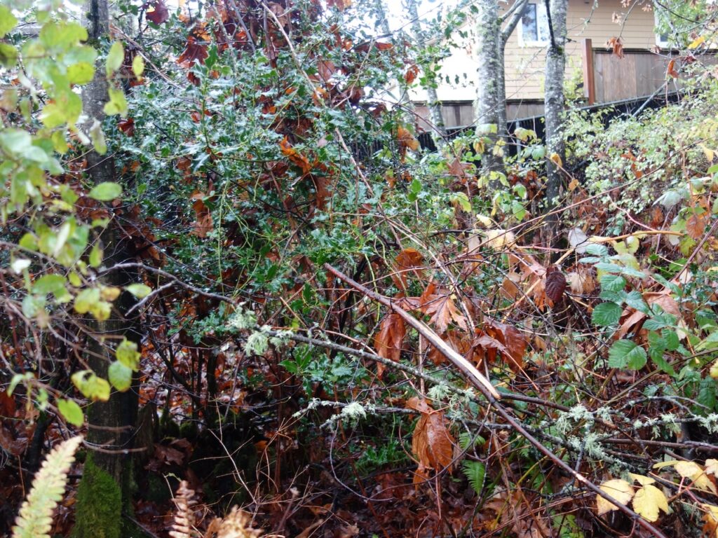 Before Invasive Holly & Blackberry Removal