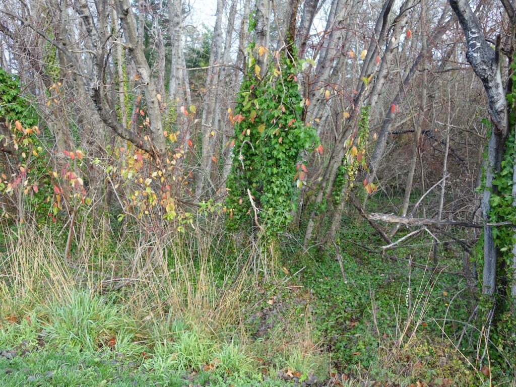 Before ivy removal