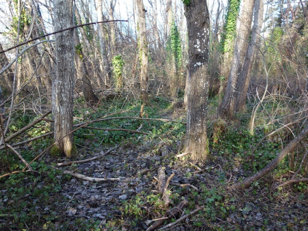 Before ivy removal