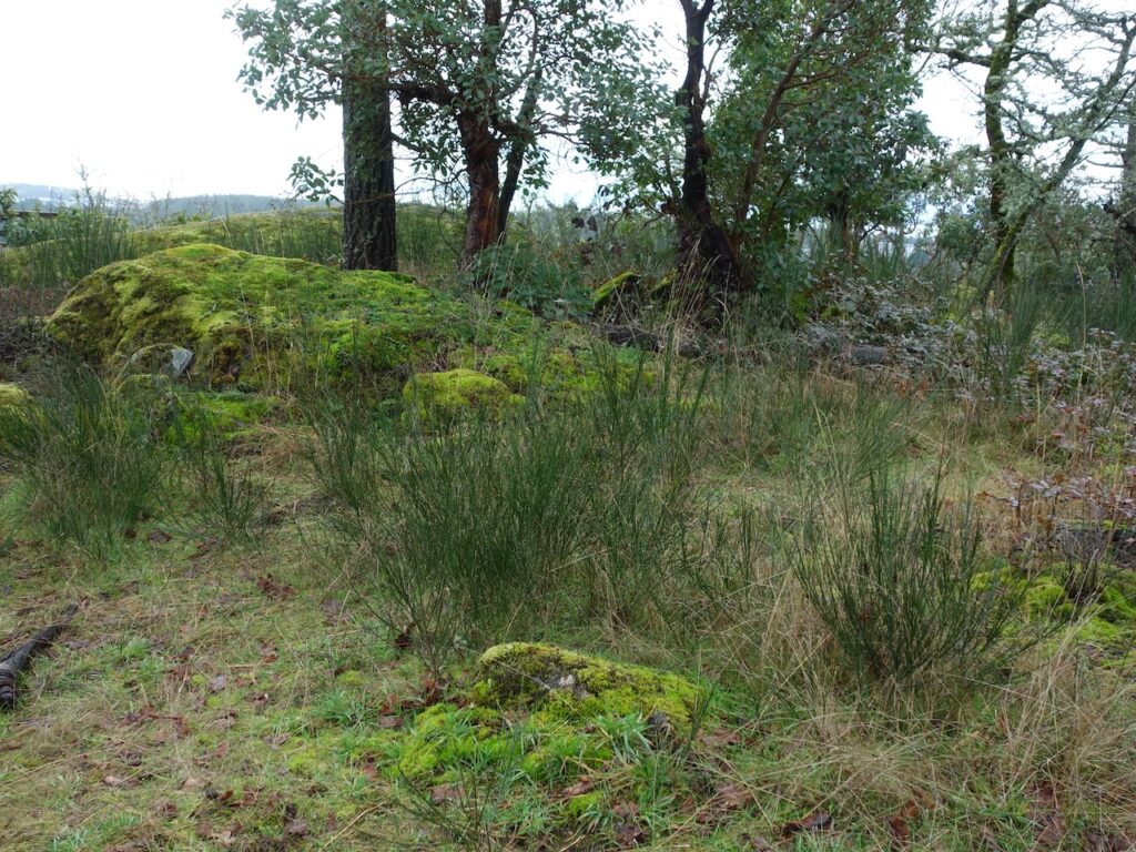 Before Scotch Broom Removal