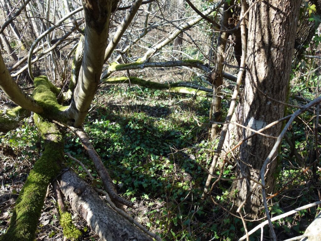 Before Ivy Removal