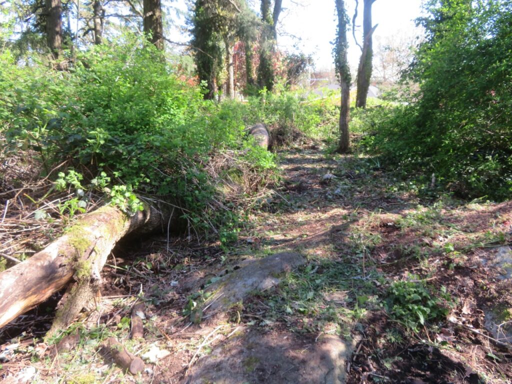After Invasive Blackberry & Ivy Removal