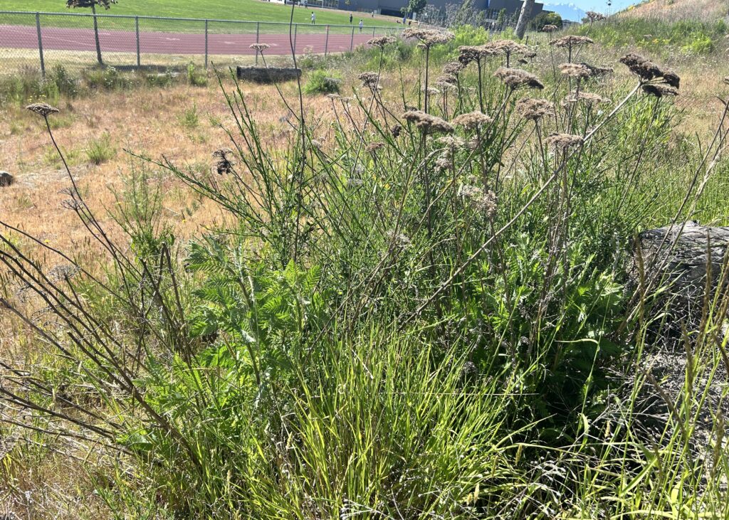 Before Scotch broom removal