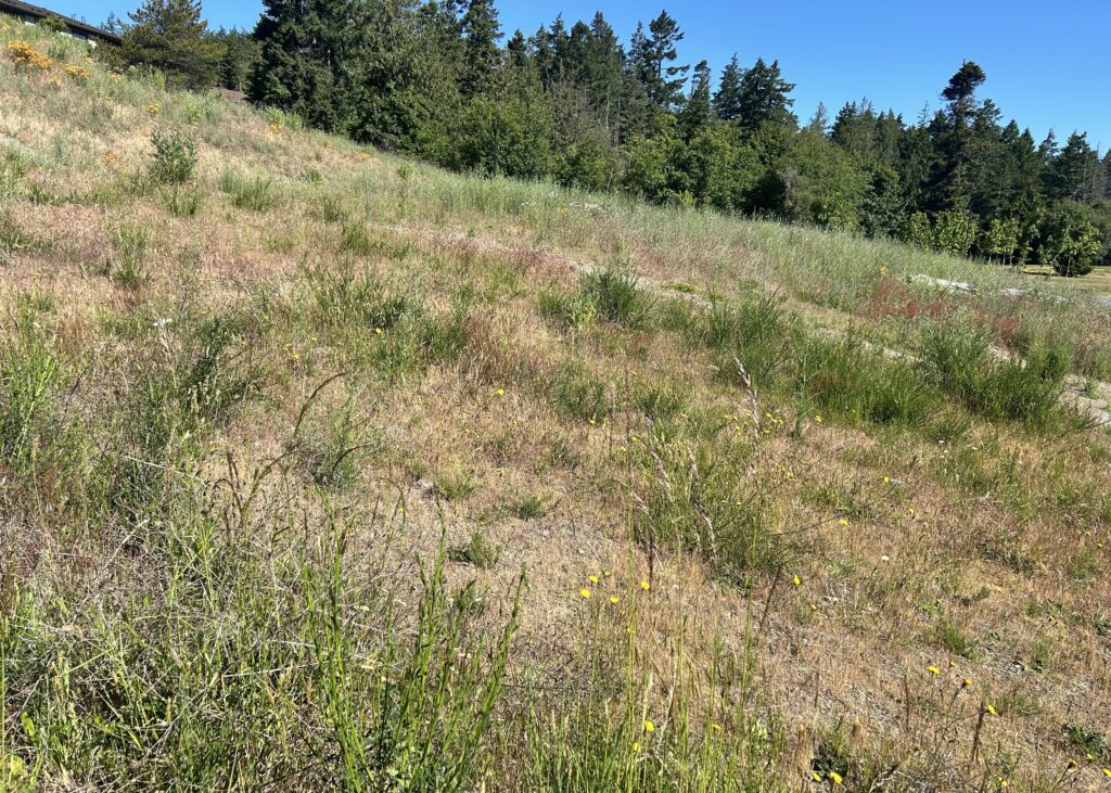 Before Scotch broom removal