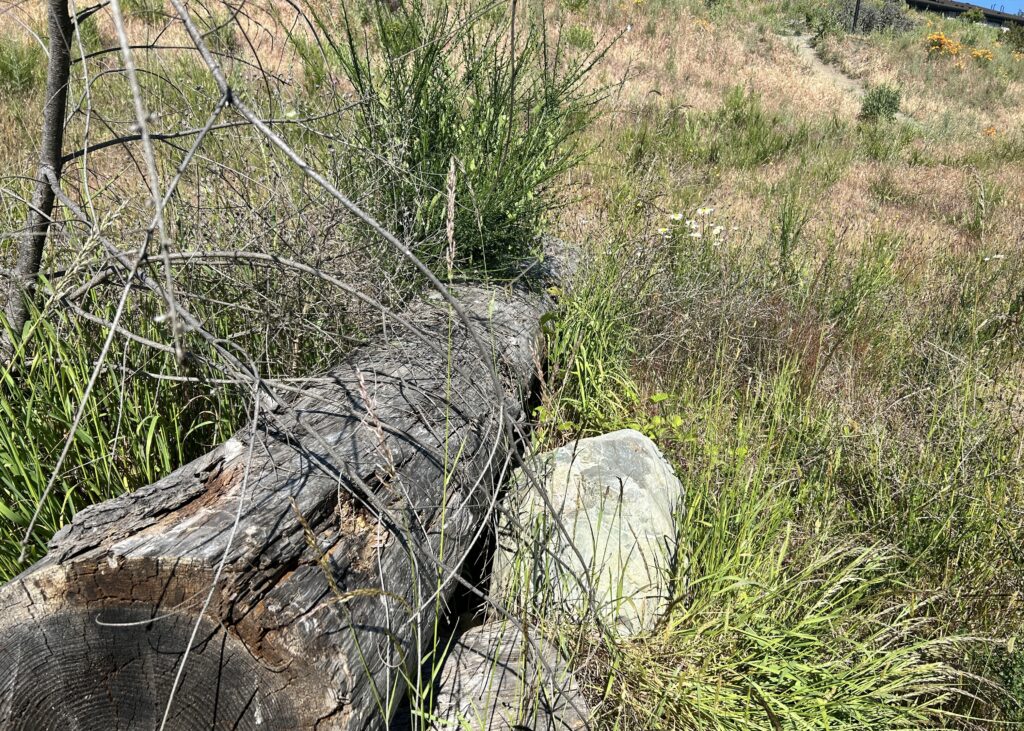 Before Scotch broom removal