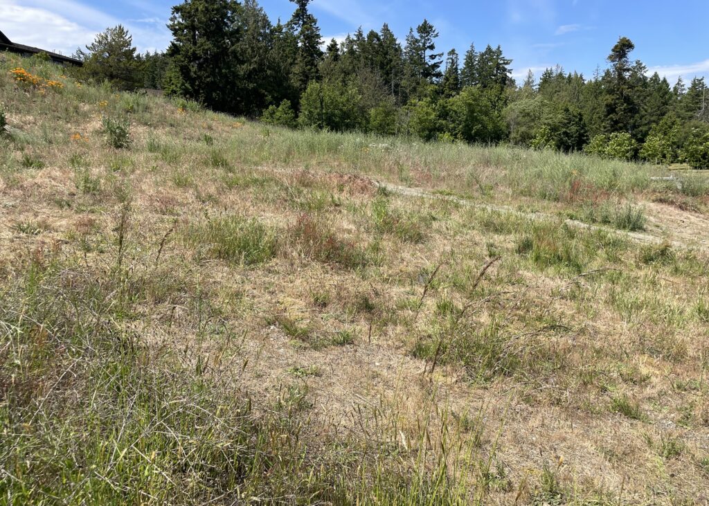 After Scotch broom removal