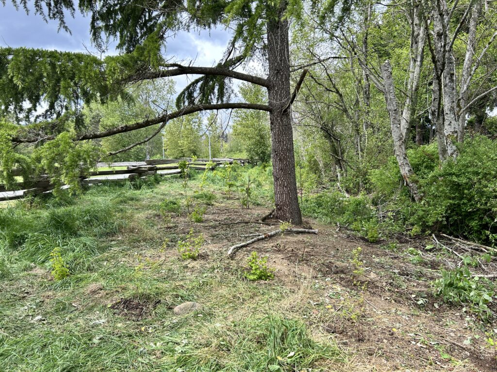 After Blackberry Removal & Native Species Planting