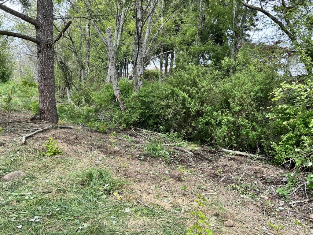 After Blackberry Removal and Native Species Planting
