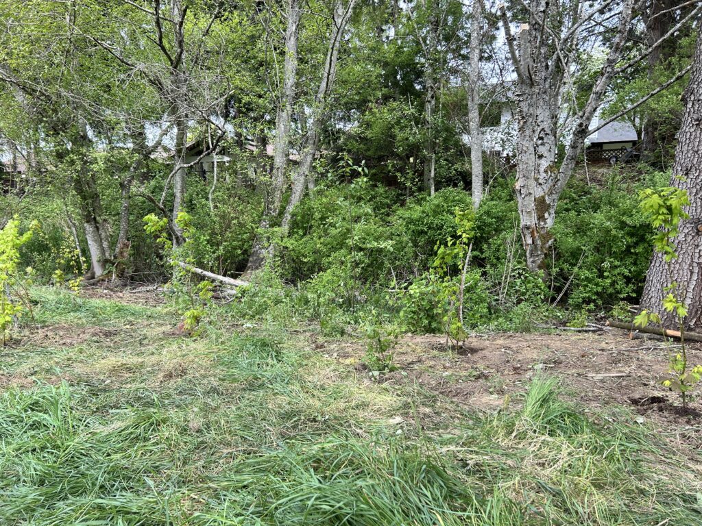 After Blackberry Removal and Native Species Planting