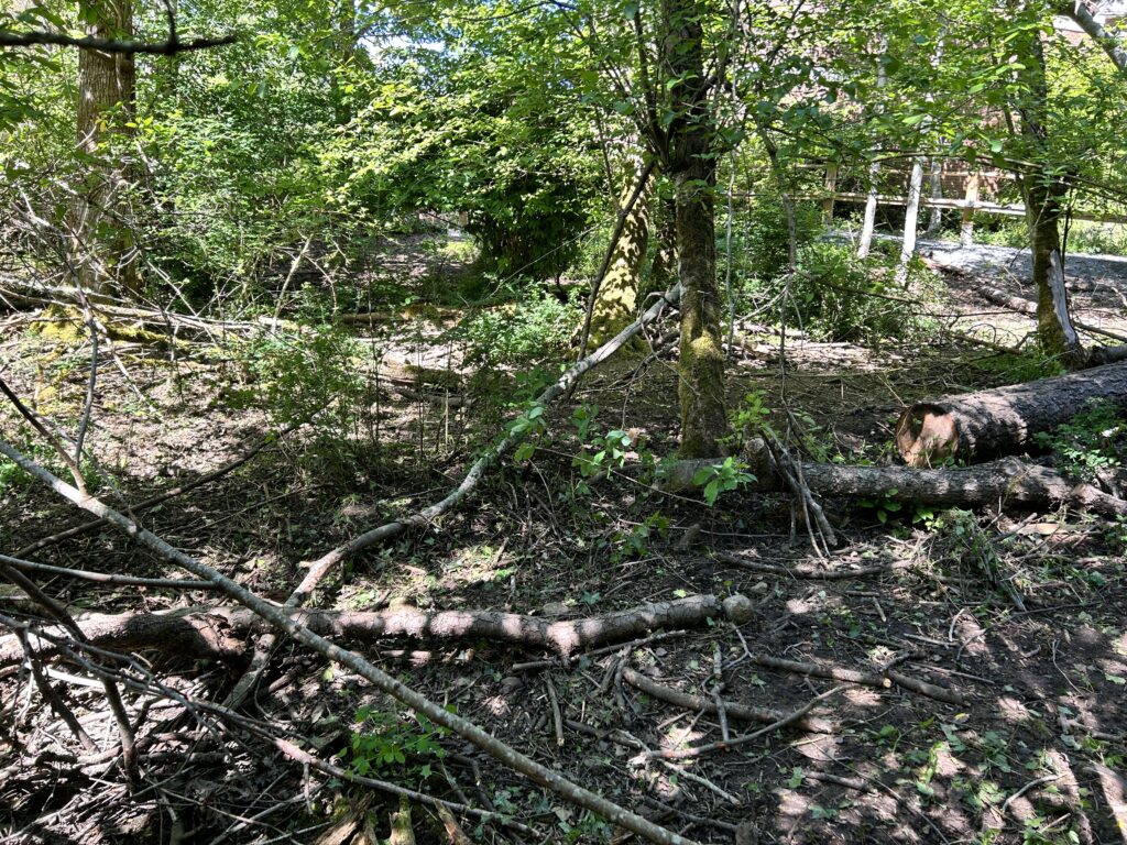 After Invasive Ivy Removal