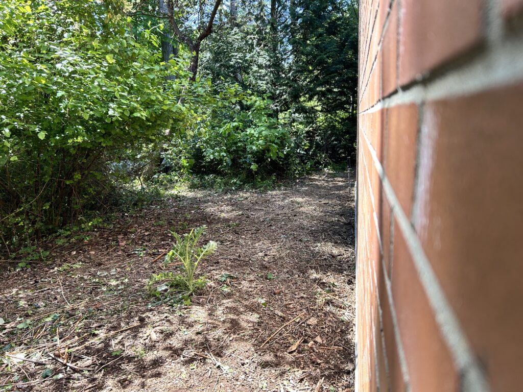 After Invasive Blackberry Removal