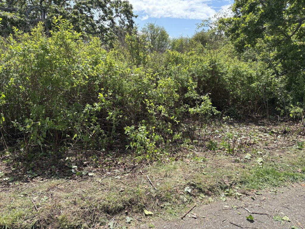After Invasive Ivy Removal