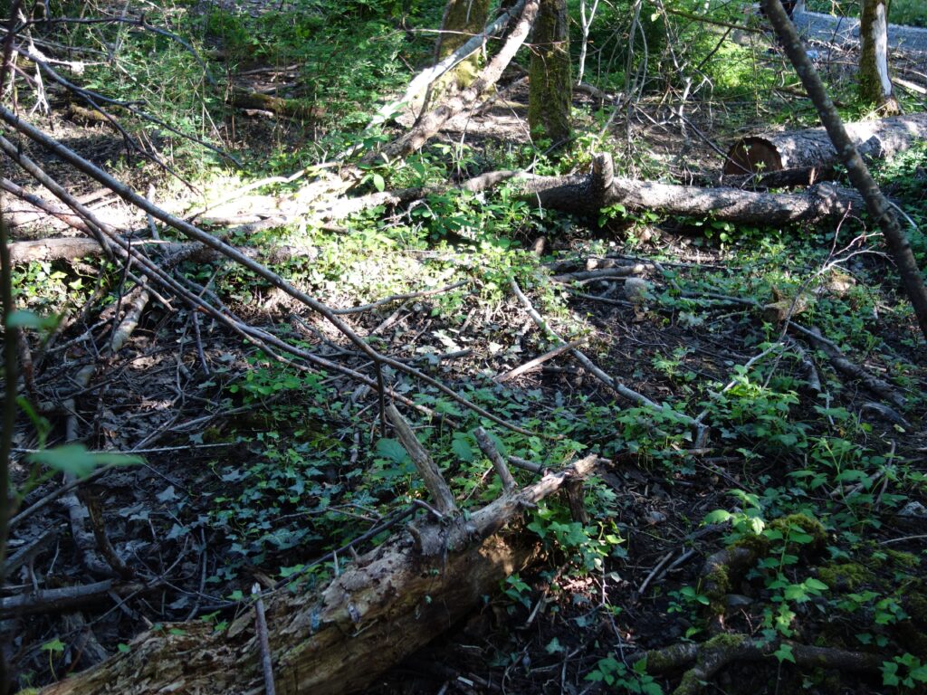 Before invasive Ivy Removal