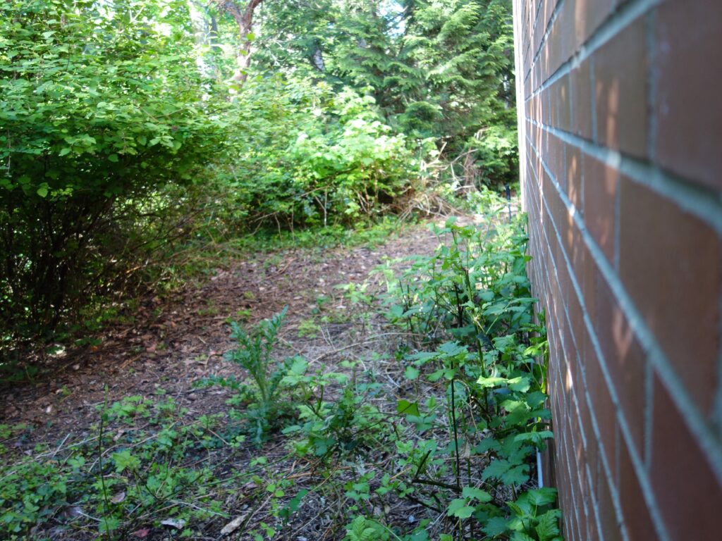 Before Invasive Blackberry Removal