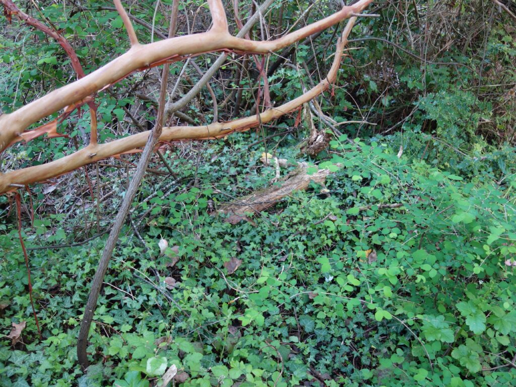 Before Invasive Ivy Removal