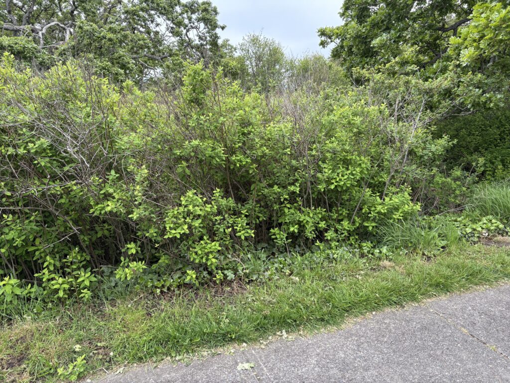 Before Invasive Ivy Removal