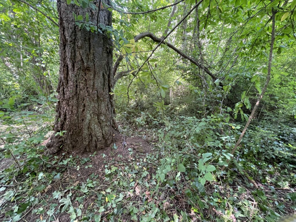 After English ivy removal - GVGT 1