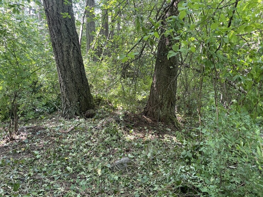 After English ivy removal - GVGT 2