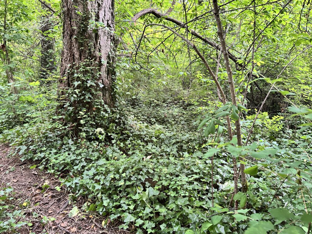 Before English ivy removal - GVGT 1