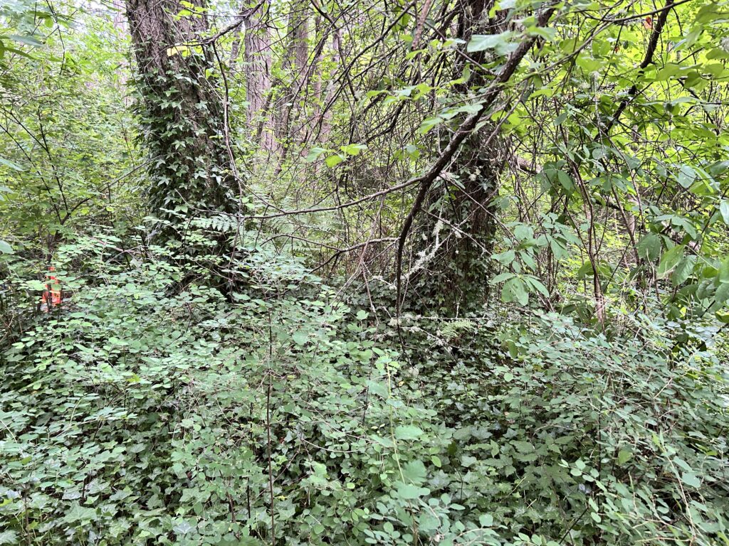 Before English ivy removal - GVGT 2