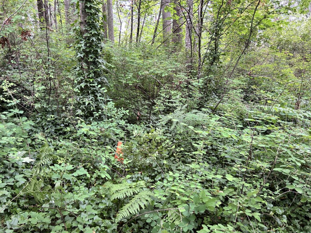 Before English ivy removal - GVGT 3