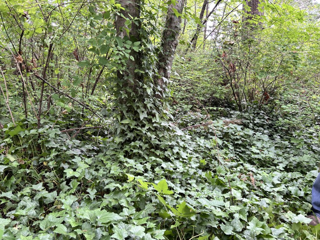 Before English ivy removal - GVGT 4