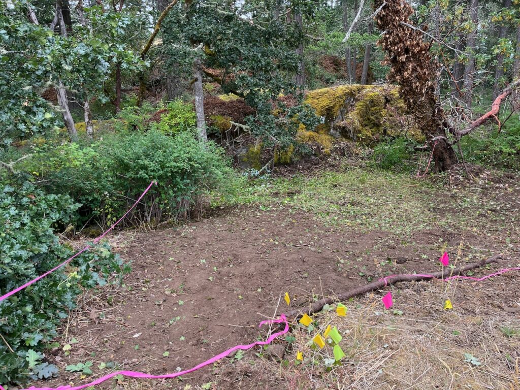 After invasive plant removal 2
