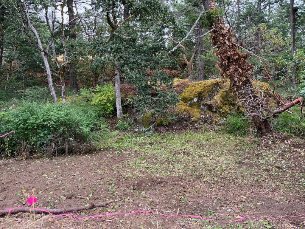 After invasive plant removal 3