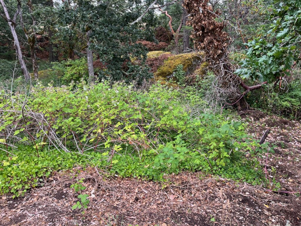 Before invasive plant removal 3