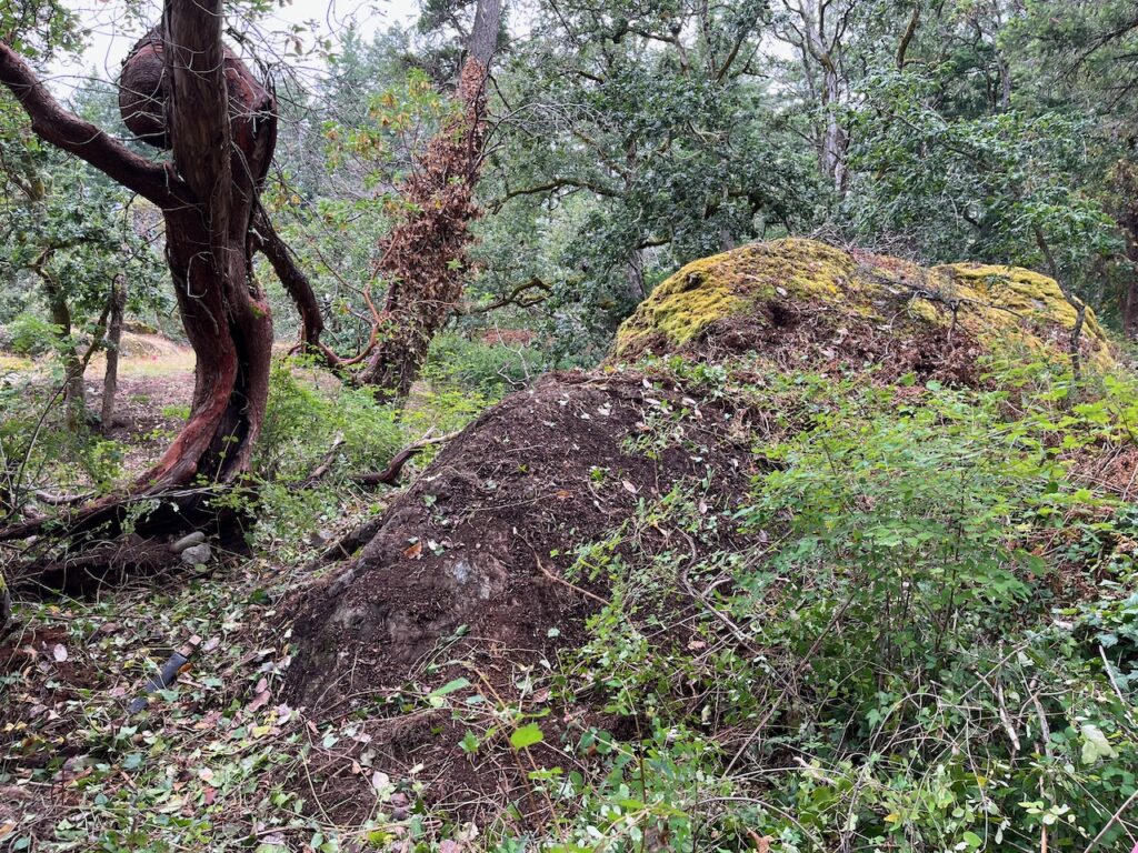 After invasive plant removal 4