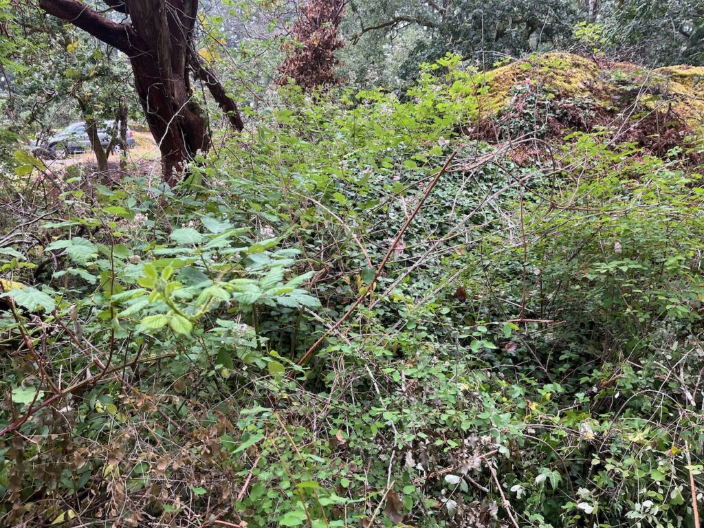 Before invasive plant removal 4