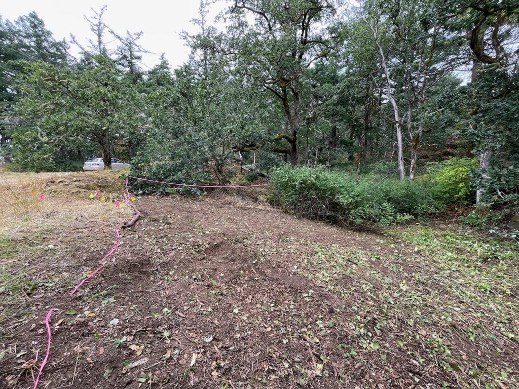 After invasive plant removal 1